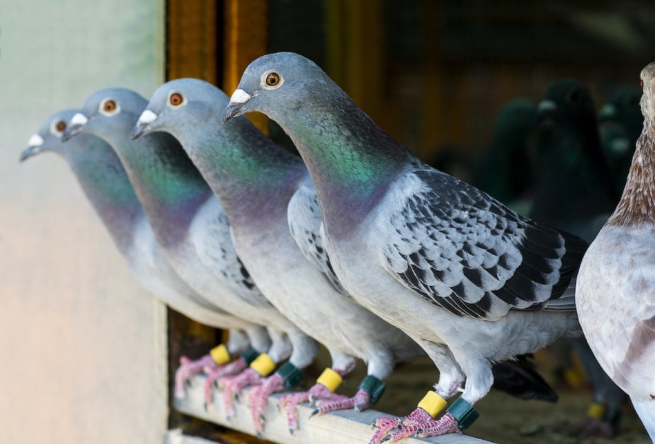 four carrier pigeons
