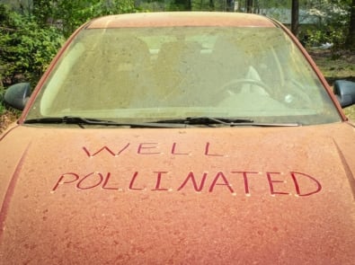 Understand Your Tree Pollen Allergy A Bit More featured image
