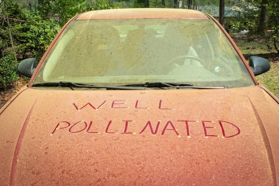 A thick layer of pine pollen on a car hood during spring with a funny note written in it that could mean maybe this is where new cars come from.