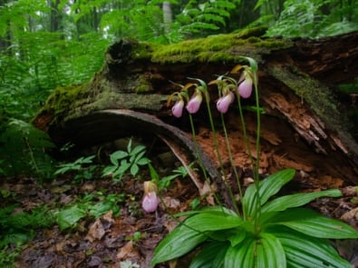 Lady’s Slippers: Legends and Lore of This Unusual Wild Orchid featured image