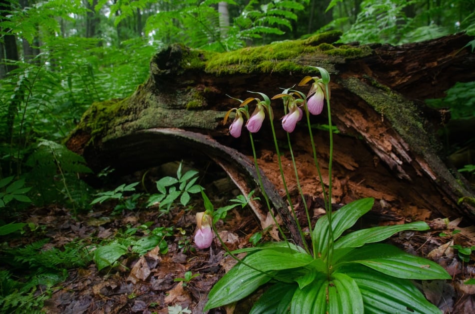 Pink Lady's Slipper Flowers in a deciduous forest