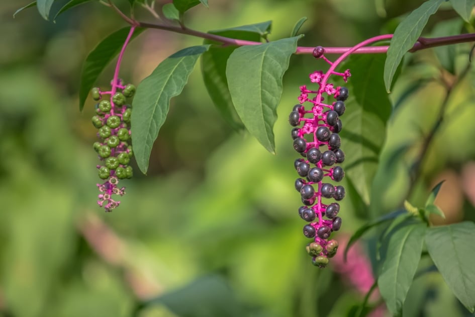 How to Identify Common Wild Berries Farmers' Almanac