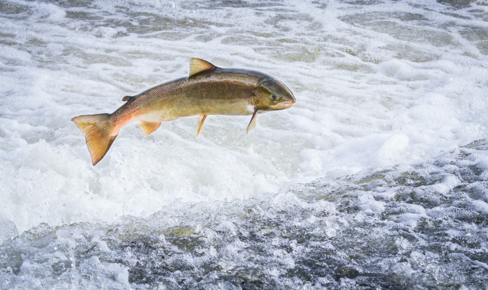 salmon fish swimming upriver