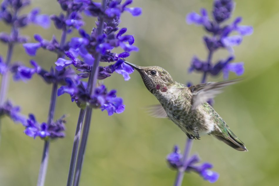 hummingbird drinking nectar from salvia flowers