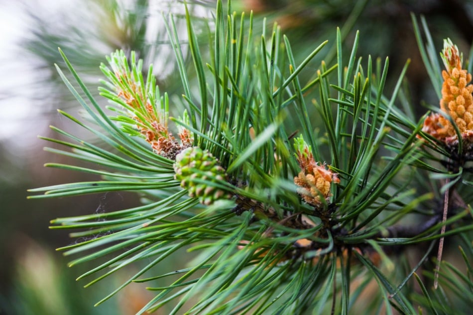 Scotch pine branches with male pollen cones and female seed cones on the same branch.