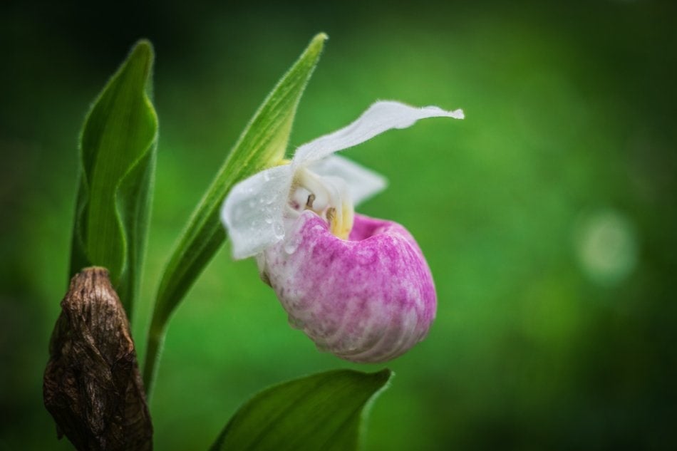 Showy Lady's-slipper flower