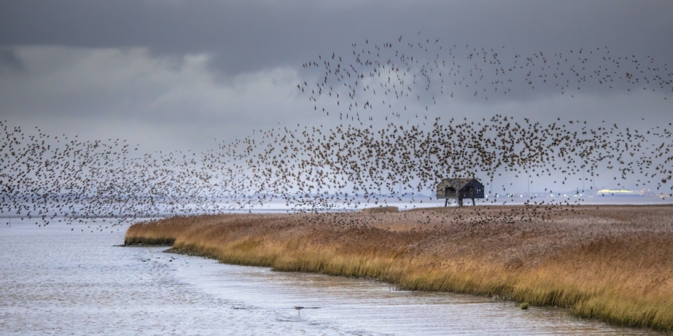 Huge flock of migrating birds European starling
