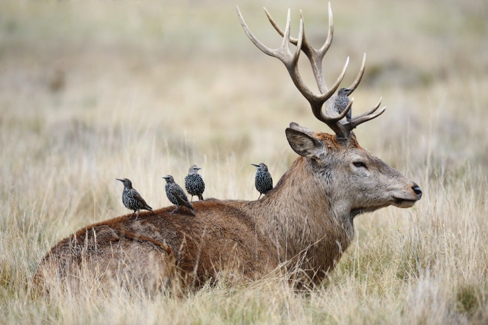 Starlings getting ready to eat on the back of a red deer stag