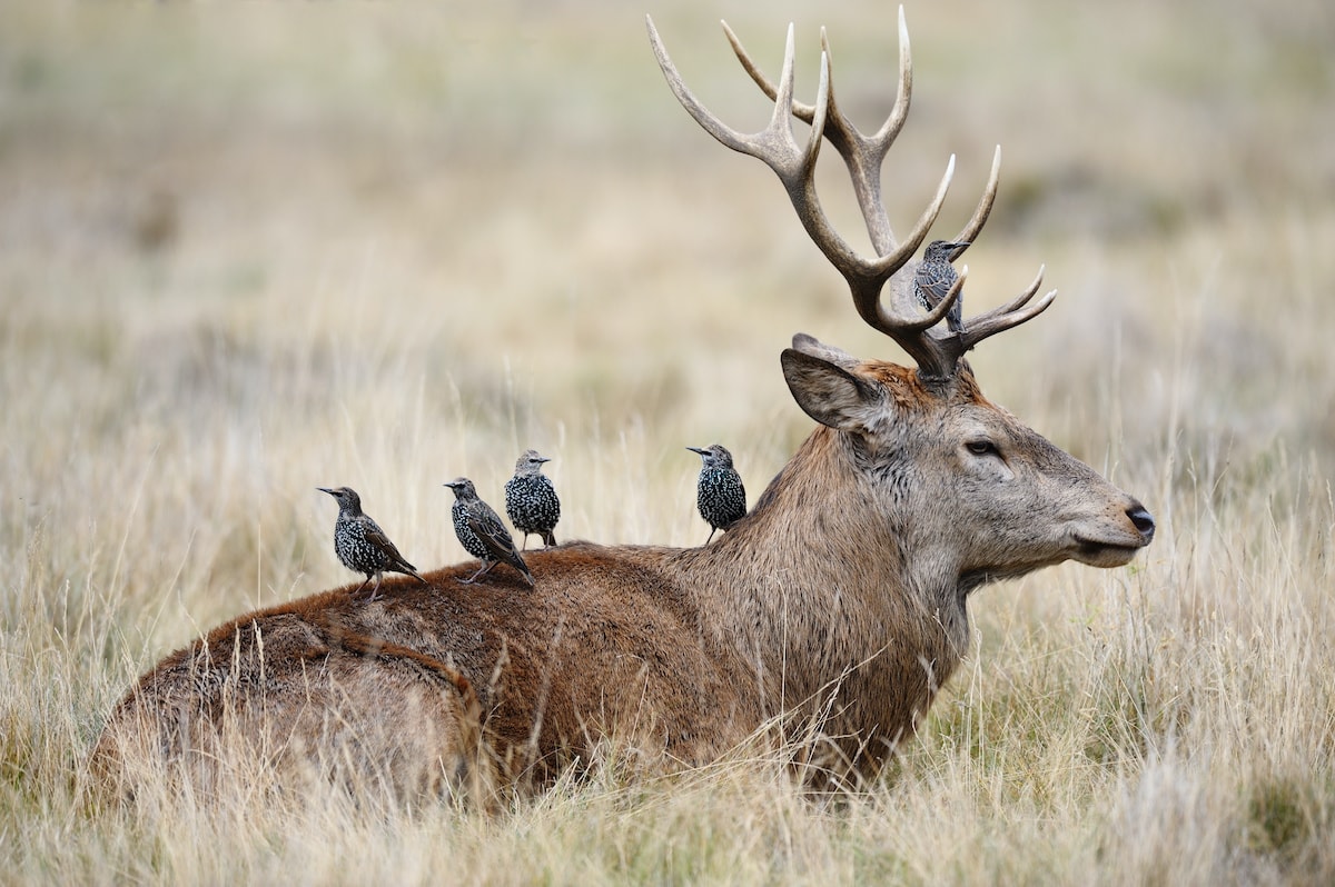 Bushy Park,Deer with starlings on his back