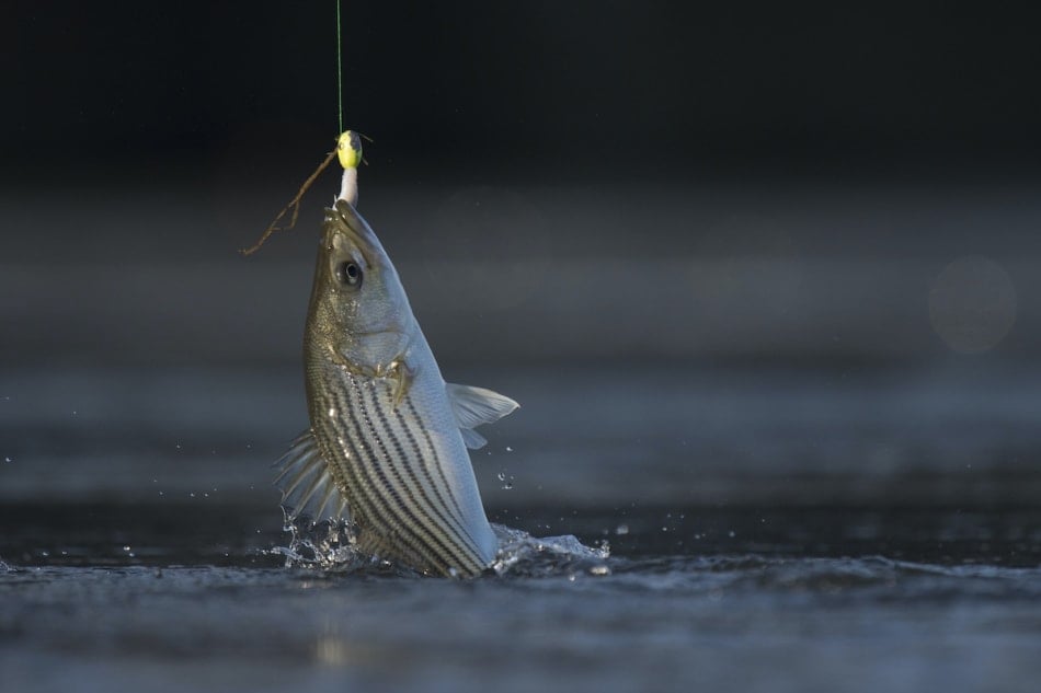 Striped bass is a favorite surf fish to catch of the Atlantic Coast.
