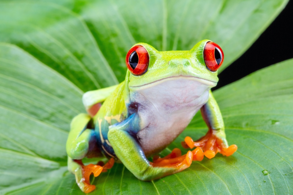 15 Fascinating Facts About Frogs You Probably Didn't Know Farmers