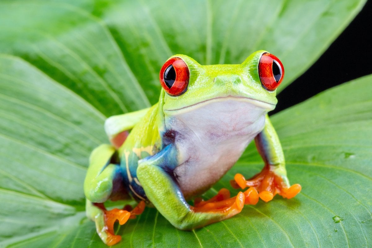 Red-Eyed Tree Frog, Agalychnis Callidryas