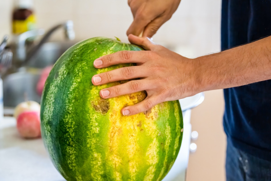 Closeup of young man at home holding cutting in half watermelon with knife and fruit has yellow field spot indicating sweetness