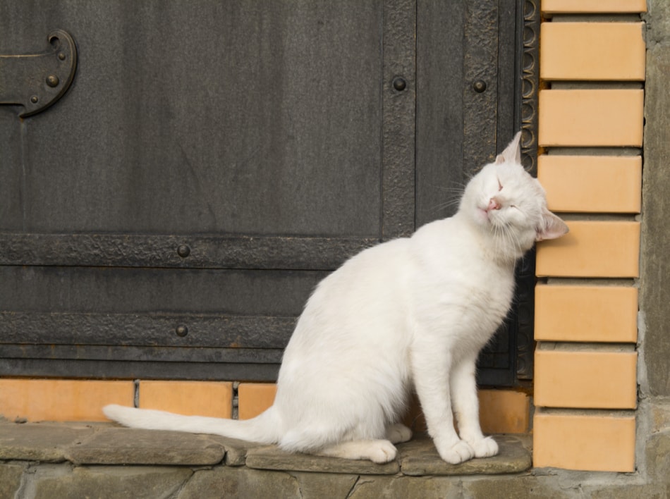 White cat rubbing against a building