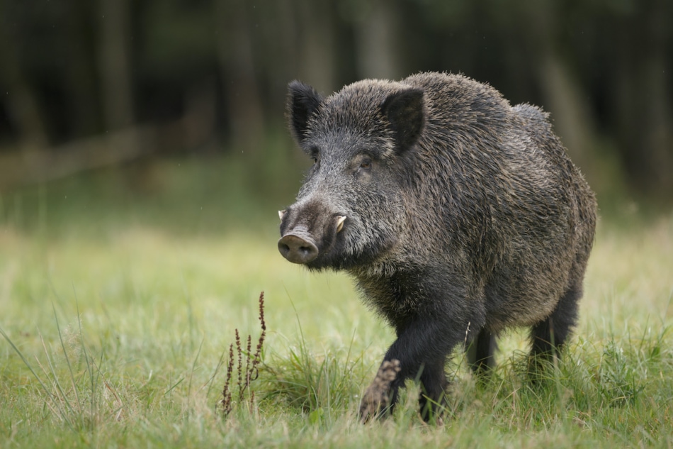 wild boar or feral pick walking in the grass