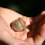 hand holding a single acorn