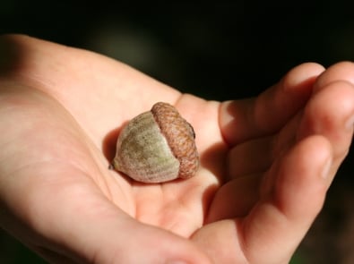 hand holding a single acorn