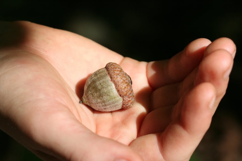 hand holding a single acorn