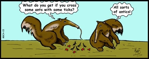 Cartoon of anteaters and ants