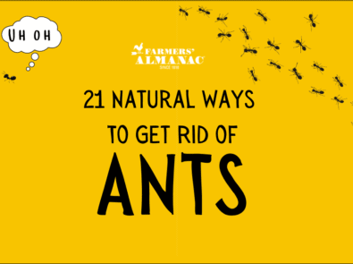 21 Ways To Get Rid of Ants Without Toxic Chemicals featured image