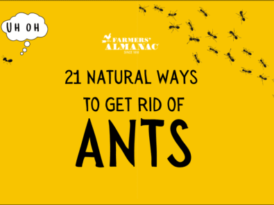 21 natural ways to get rid of ants.