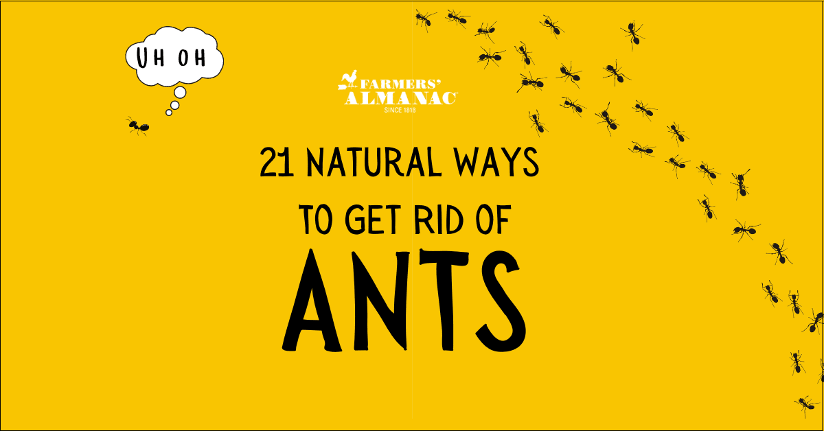 21 natural ways to get rid of ants.