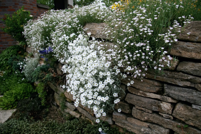 Baby's Breath Tiny White Flowers That Steal The Show Farmers