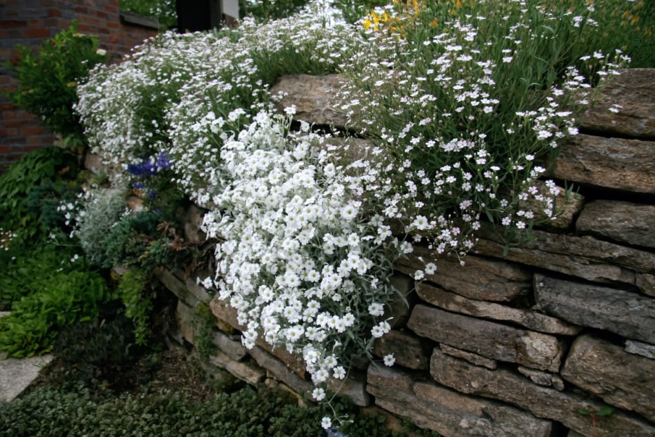 Baby's breath in the garden against a rock wall