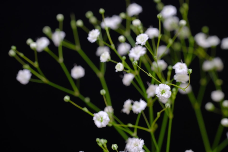 Close up of baby's breath white flowers.