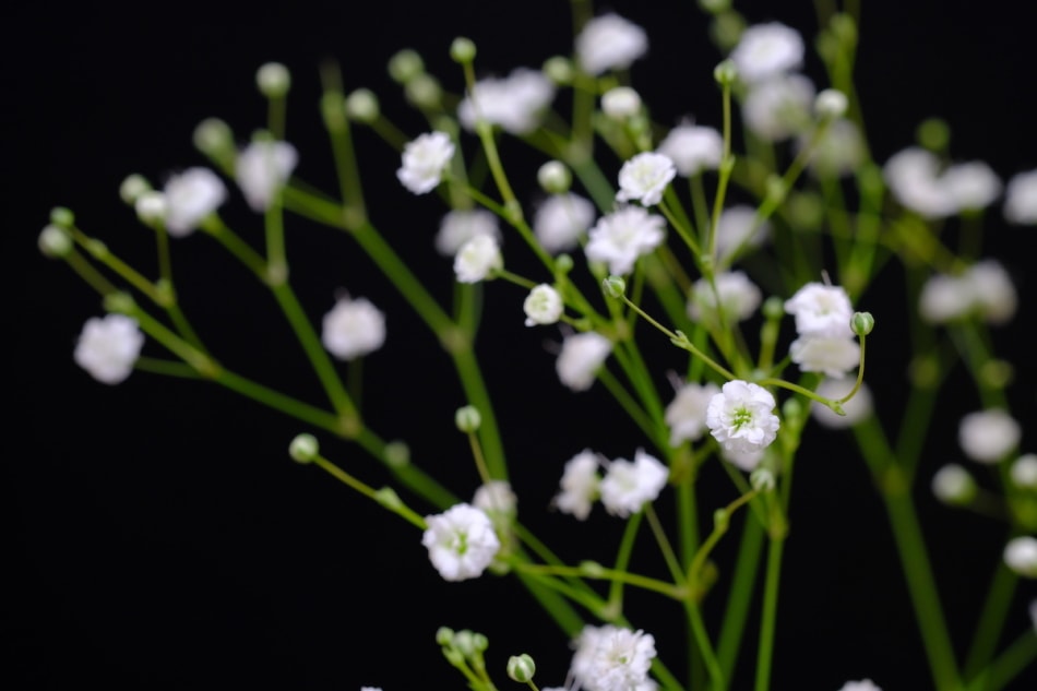 Baby's Breath: Tiny White Flowers That Steal The Show - Farmers' Almanac -  Plan Your Day. Grow Your Life.