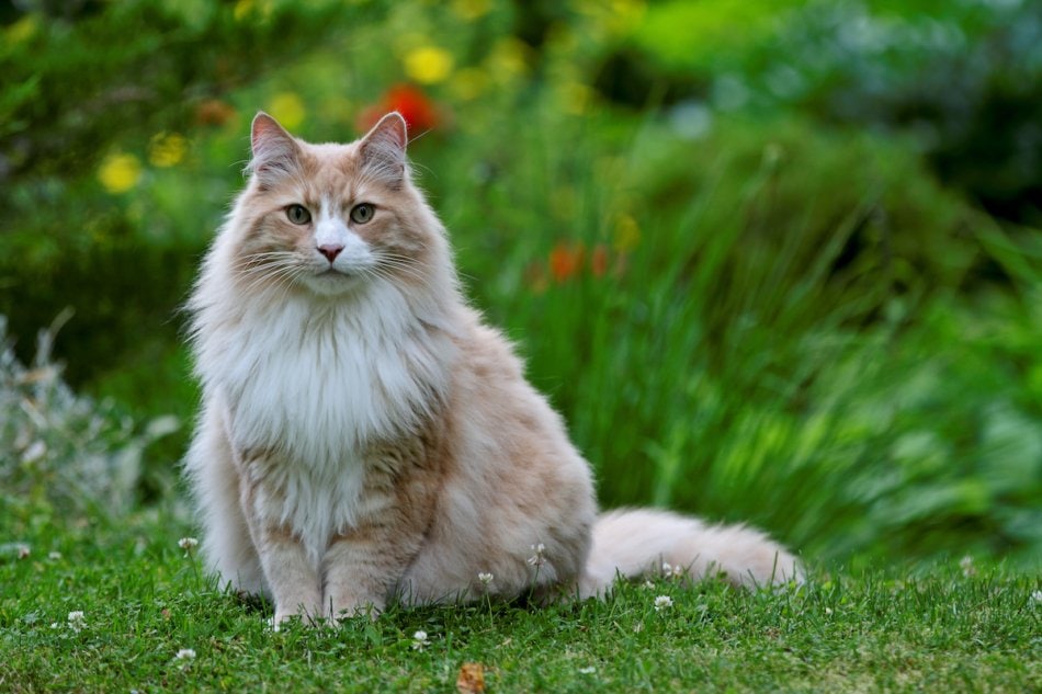 Beautiful fluffy cat in the garden.