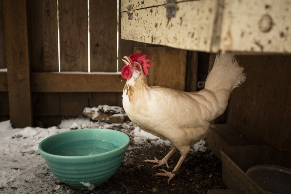 Rooster crowing drinking water