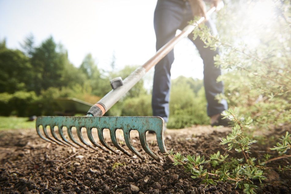 Raking in the garden with the sun shining