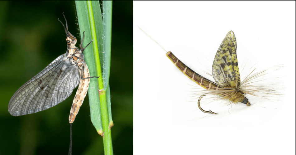 Side by side comparison of a real green drake mayfly and a fly fishing dry fly tied to look like the real thing.