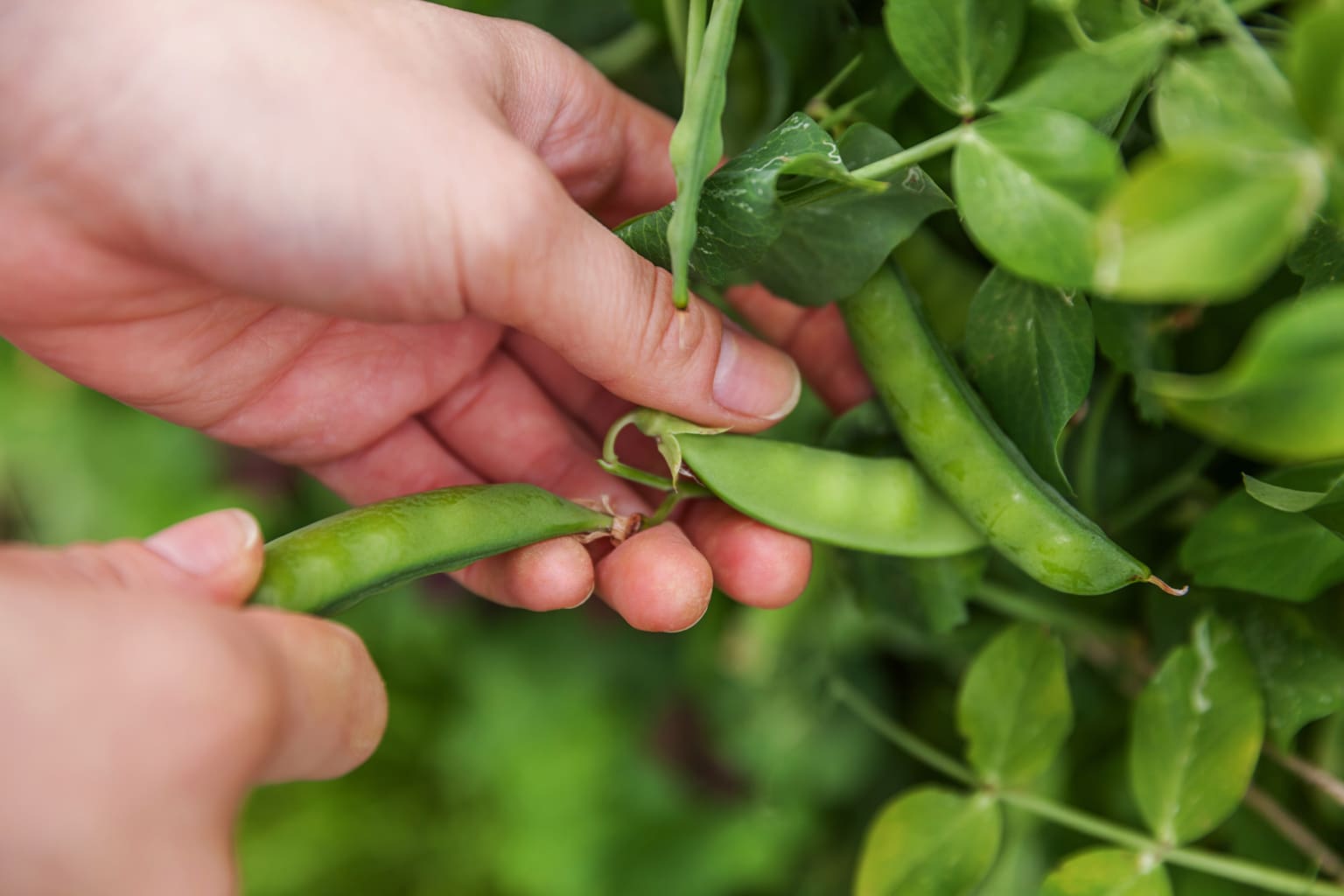 Freeze Your Snow Peas and Sugar Snap Peas Easily Farmers' Almanac