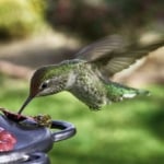 hummingbird feeding at a feeder with a bee