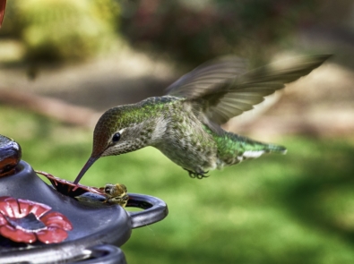 When Should I Take Down My Hummingbird Feeder? featured image