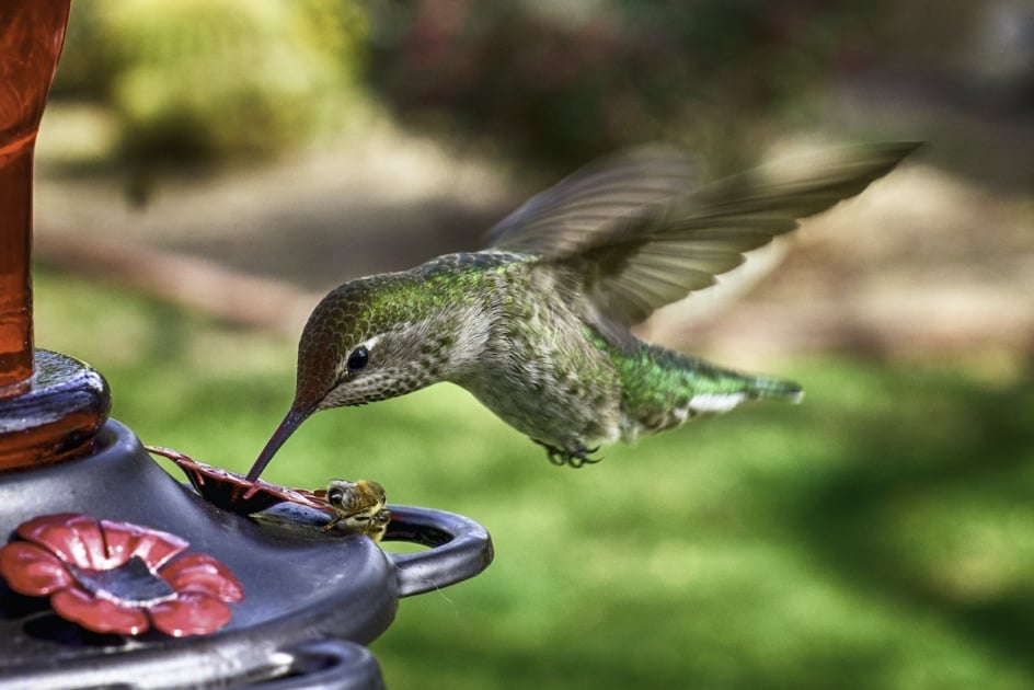 hummingbird feeding at a feeder with a bee