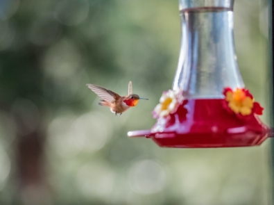 Hummingbird Nectar & Feeder Tips featured image