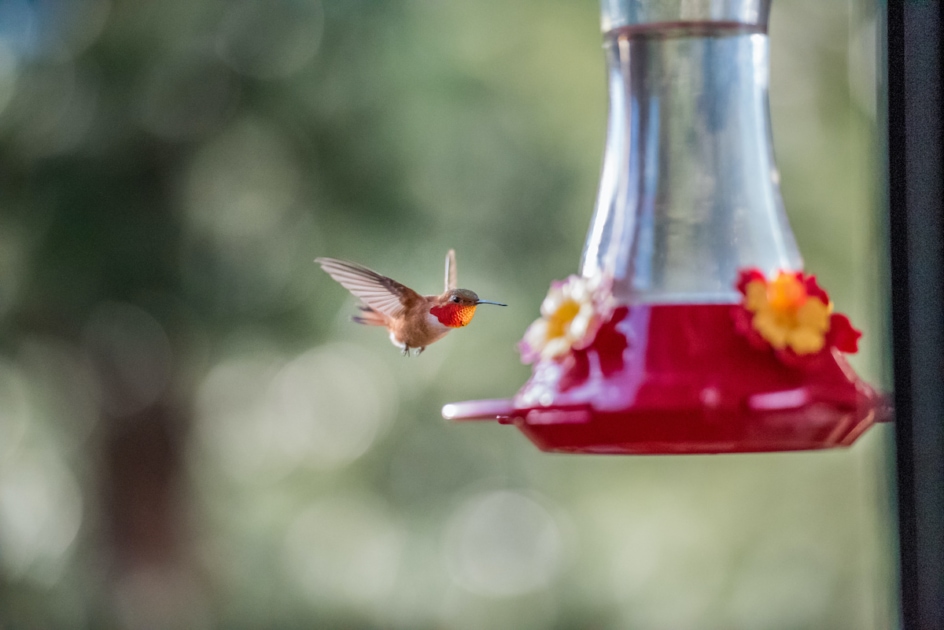 Hummingbird hovering at a colorful feeder