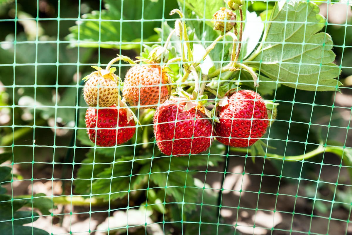 Protective mesh netting over a strawberry bed, an effective barrier method to keep squirrels and birds away from ripening fruit.