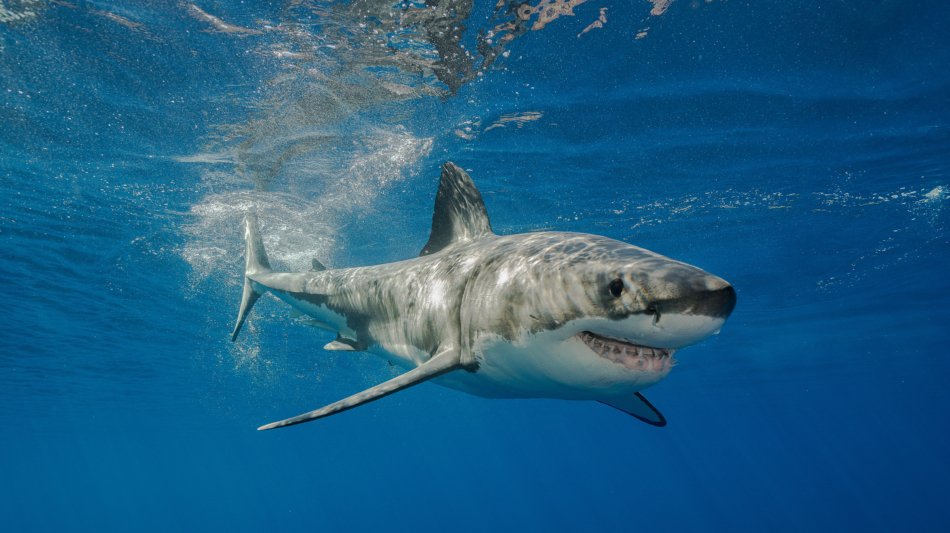 Great white shark in the ocean