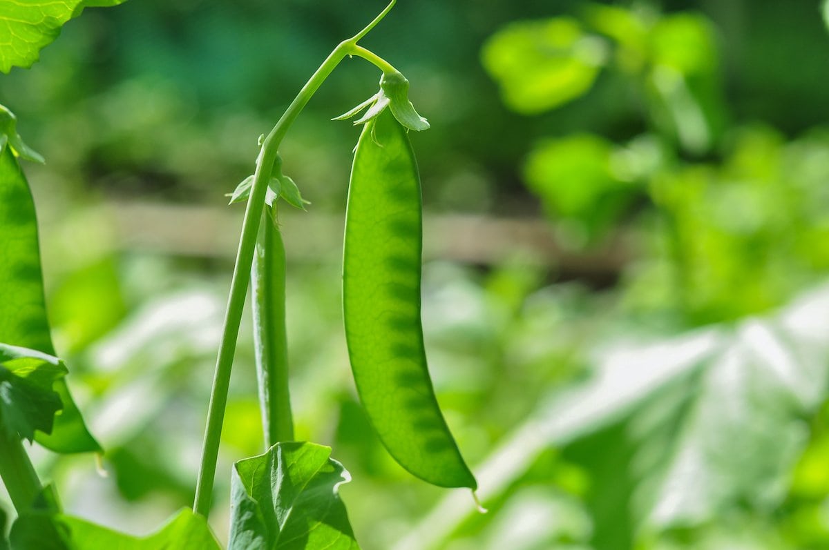 Freeze Your Snow Peas and Sugar Snap Peas Easily Farmers' Almanac