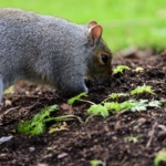 Close up of a gray squirrel (sciurus carolinensis) digging up a carrot bed