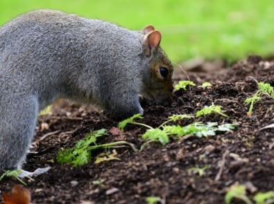 Easy Tricks To Squirrel-Proof Your Garden featured image