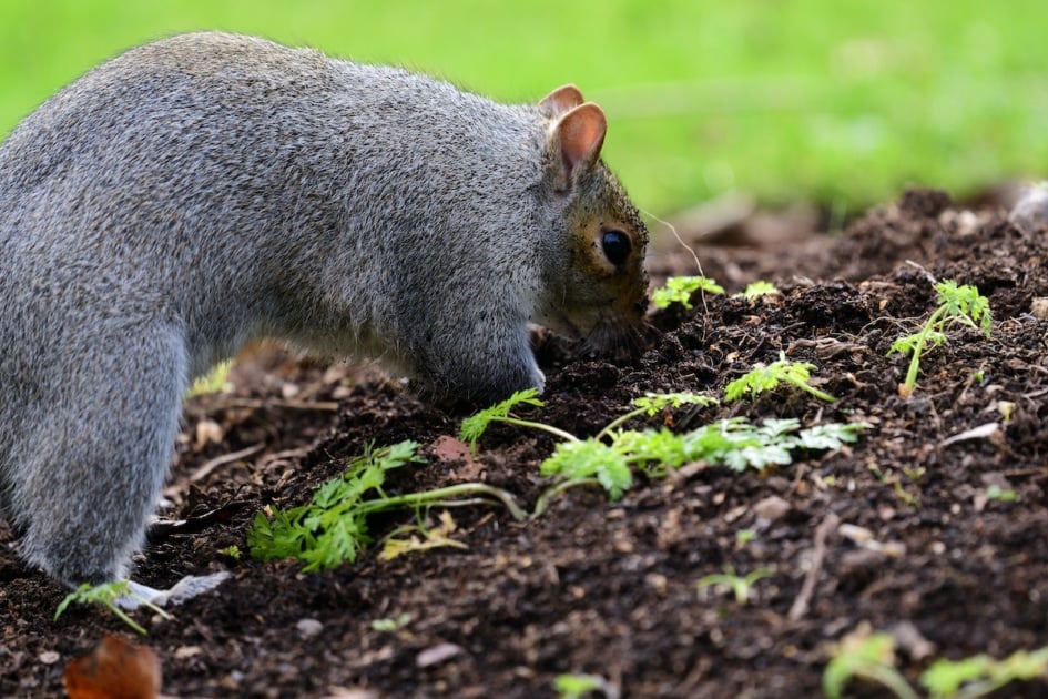 Close up of a gray squirrel (sciurus carolinensis) digging up a carrot bed