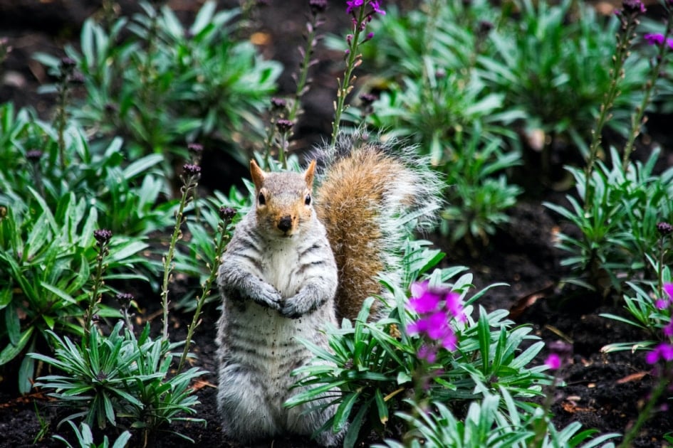 Easy Tricks To Squirrel-Proof Your Garden - Farmers' Almanac - Plan ...
