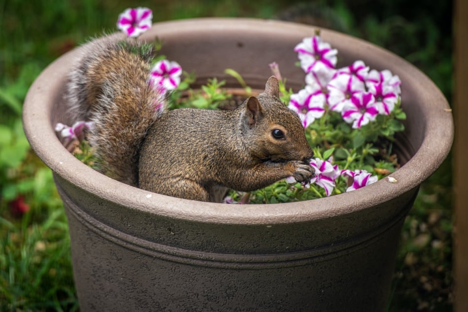 Easy Tricks To Squirrel-Proof Your Garden