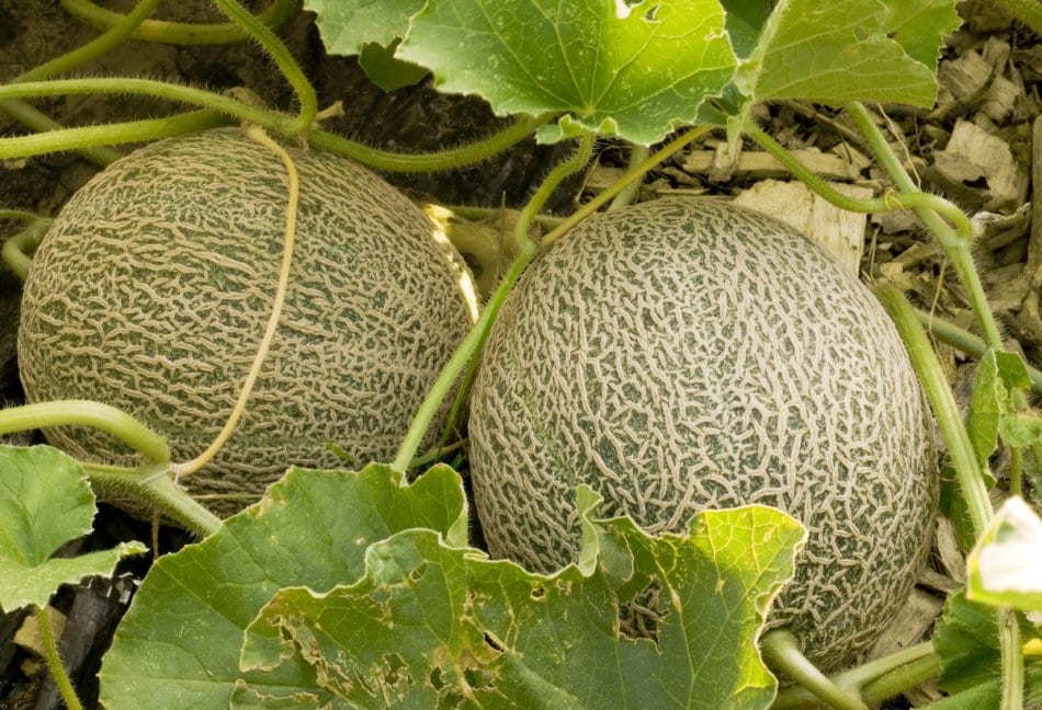 Two cantaloupes in the garden on the vine.
