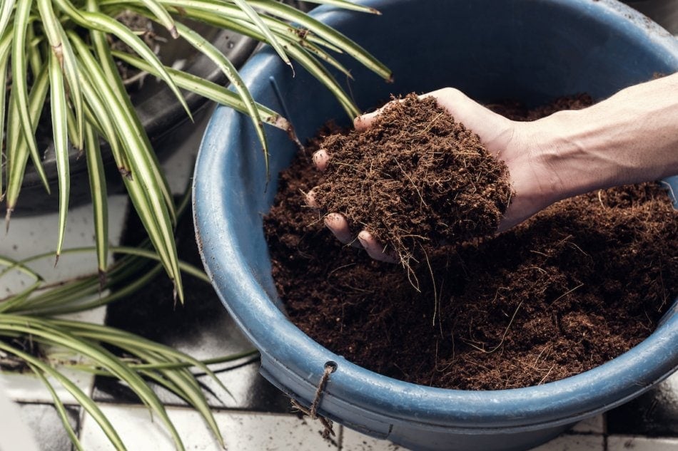 Hand holding coco coir from a blue bucket, a peat moss alternative.